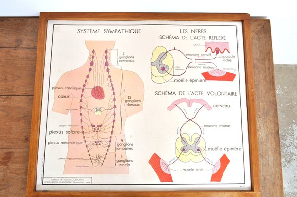 Vintage Double Sided School Posters in Frame of the Human Body, 1950s-AOX-2024623