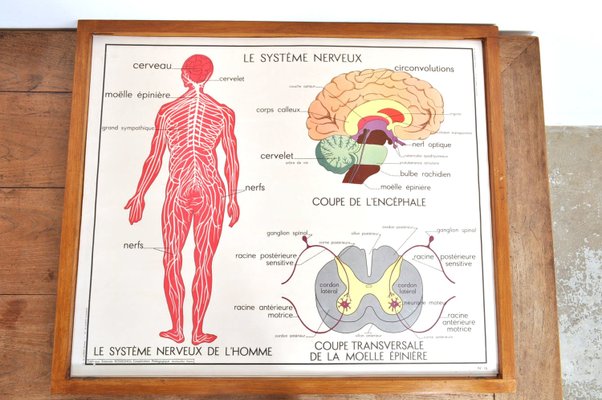 Vintage Double Sided School Posters in Frame of the Human Body, 1950s-AOX-2024623