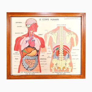 Vintage Double Sided School Posters in Frame of the Human Body, 1950s-AOX-2024623