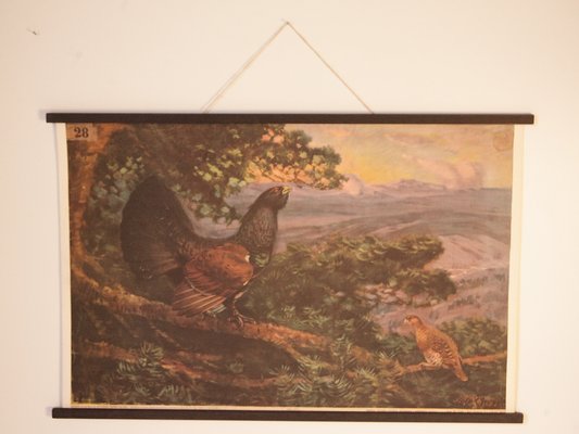 Vintage Grouse School Poster, 1938-IND-1419527