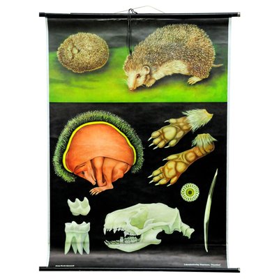 Vintage Hedgehog Rollable Wall Chart Poster Print by Jung Koch Quentell-KJP-1149245