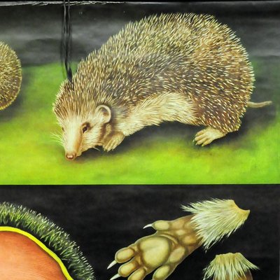 Vintage Hedgehog Rollable Wall Chart Poster Print by Jung Koch Quentell-KJP-1149245