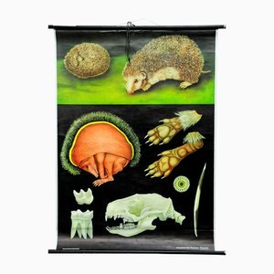 Vintage Hedgehog Rollable Wall Chart Poster Print by Jung Koch Quentell-KJP-1149245