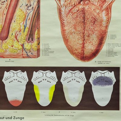 Vintage Human Skin Tongue Rollable Medical Wall Chart Poster-KJP-1149246