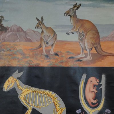 Vintage Kangaroo Australian Landscape Pull Down Wall Chart by Jung Koch Quentell-KJP-1149396