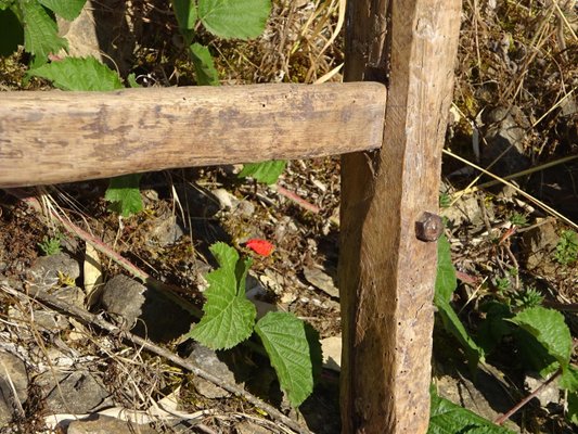 Vintage Ladder in Oak-ABK-2018078