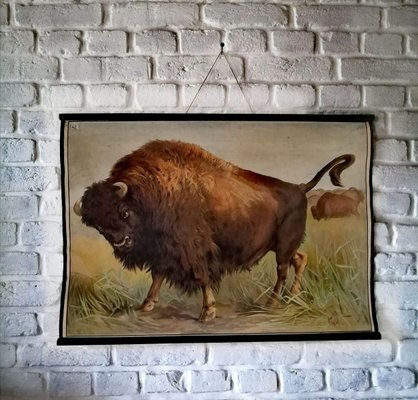 Vintage Poster of Buffalo-ALG-775394