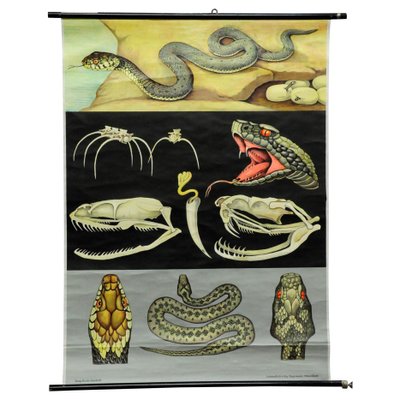 Vintage Reptiles Grass Snake Adder Picture Poster Wall Chart by Jung Koch Quentell-KJP-1149392