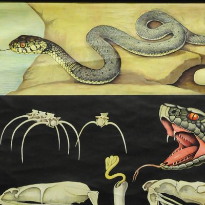 Vintage Reptiles Grass Snake Adder Picture Poster Wall Chart by Jung Koch Quentell-KJP-1149392