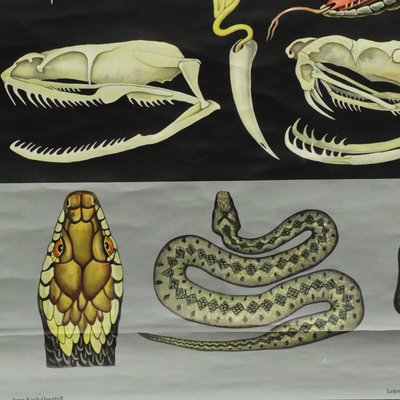 Vintage Reptiles Grass Snake Adder Picture Poster Wall Chart by Jung Koch Quentell-KJP-1149392