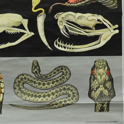 Vintage Reptiles Grass Snake Adder Picture Poster Wall Chart by Jung Koch Quentell-KJP-1149392