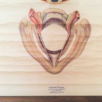 Vintage School Poster Larynx, 1940s-WK-2027750