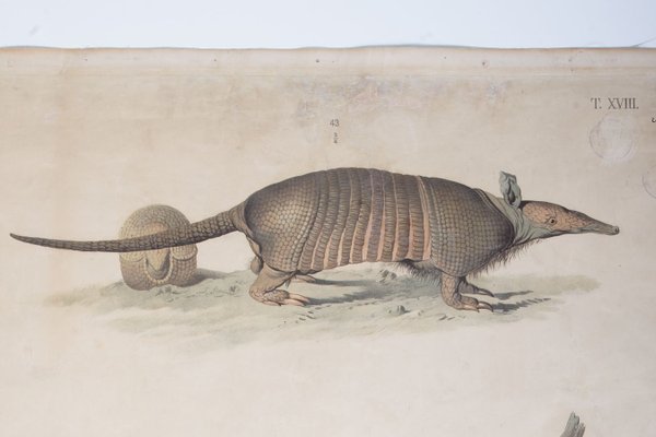 Vintage School Poster of an Armadillo-ALG-685996