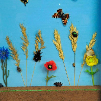 Vintage School Teaching Display of the Insects of the Grassland-KJP-1149250