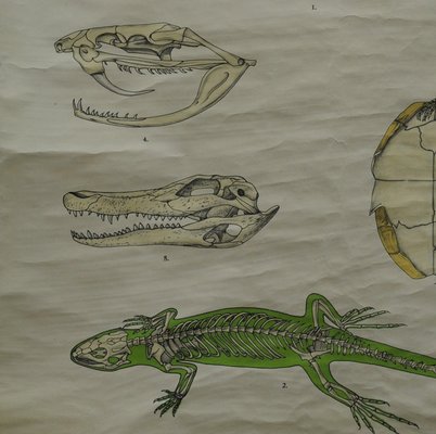 Vintage Skeleton of Reptiles Snake Lizard Turtle Crocodile Pull-Down Wall Chart-KJP-1149460