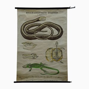 Vintage Skeleton of Reptiles Snake Lizard Turtle Crocodile Pull-Down Wall Chart-KJP-1149460