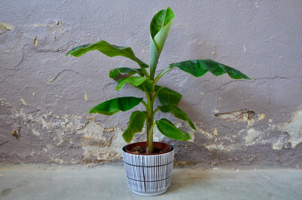 Vintage Striped Ceramic Flower Pot-AIU-2014794