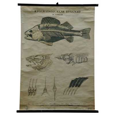 Vintage Swedish Black and White Skeleton of a Fish Rollable Wall Chart-KJP-1149462