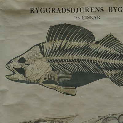 Vintage Swedish Black and White Skeleton of a Fish Rollable Wall Chart-KJP-1149462