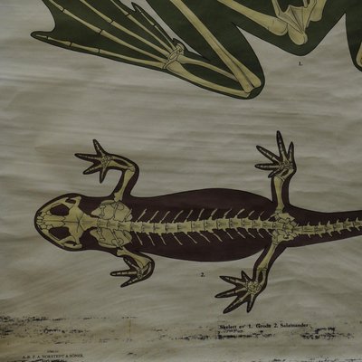 Vintage Swedish Skeletons Anatomy of Amphibians Pull-Down Wall Chart-KJP-1149461