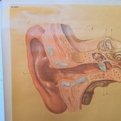 Vintage Training Poster of the Ear, 1930-1940-WK-2022865