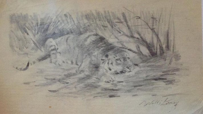 Wilhelm Lorenz - Tiger At Rest - Original Pencil - Mid-20th Century-ZCI-834626