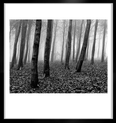 Wood, 1981, Archival Pigment Print-OBQ-943014