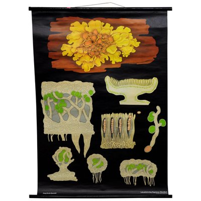 Yellow Lichen Botany Plants Wall Chart by Jung Koch Quentell-KJP-1149389