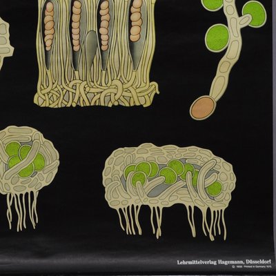 Yellow Lichen Botany Plants Wall Chart by Jung Koch Quentell-KJP-1149389