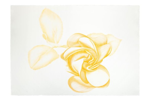 Yellow Rose - Original Etching by Giacomo Porzano - 1972 1972-ZCI-762235